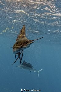 Sailfish by Peter Allinson 
